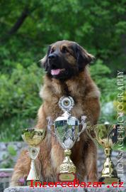 Leonberger teniatka s PP