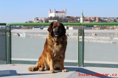 Leonberger teniatka s PP