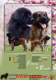 Leonberger teniatka s PP