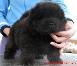 Chow Chow tata 5800CZK