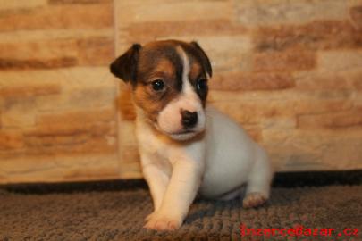 jack russell terrier s PP