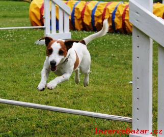 jack russell terrier s PP