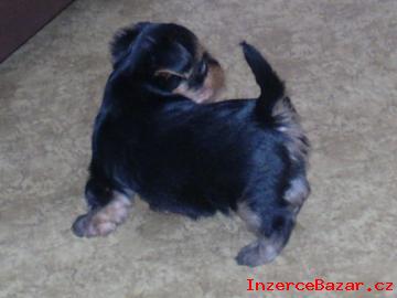 yorkshire terrier s PP