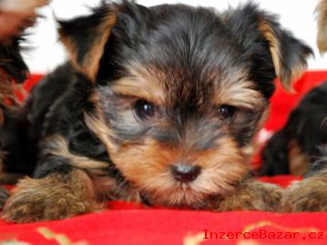 yorkshire terrier s PP