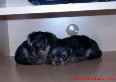 yorkshire terrier s PP