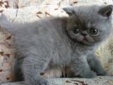 Atraktivn zbarven Whiskas Exotick (persk