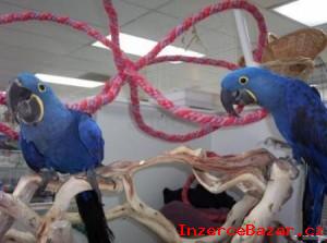 Deti Hyacint papouek papouci pro prode