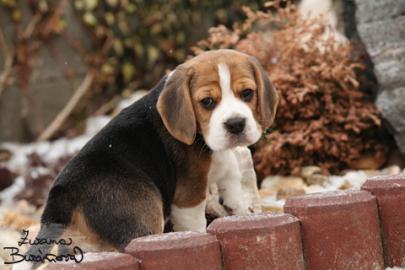Bgl (beagle) ttko - kluk s PP