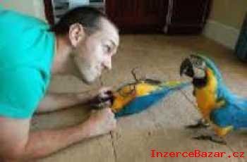 samec  modr a zlato papouek pro prodej