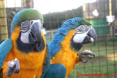 samec  modr a zlato papouek pro prodej