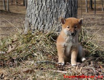 Shiba-Inu tata na prodej s PP