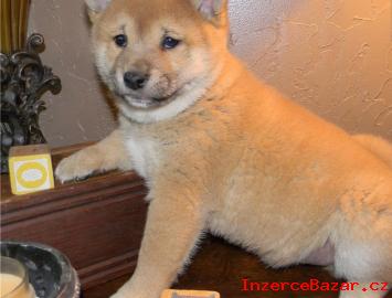 Shiba-Inu tata na prodej s PP