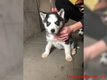 Krásná štenátka Husky