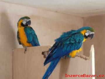 Zlat a Modr papouci pro prodej
