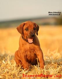 Rhodesian ridgeback s pp