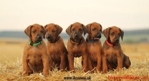 Rhodesian ridgeback s pp