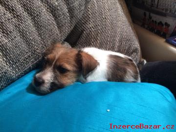 Jack Russel Teriér