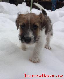 Jack Russel Teriér