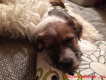 Jack Russel Teriér