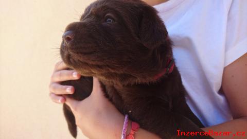 Labrador retriever s PP