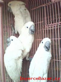 Detnk kakadu papouci pro prodej
