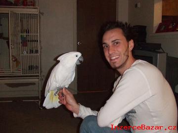 Detnk kakadu papouci pro prodej