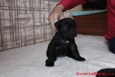 Cane Corso - tata s PP