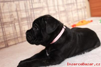 Cane Corso - tata s PP