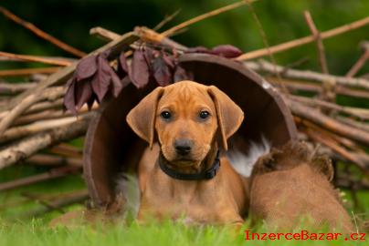 Štěně Rhodéského Ridgebacka