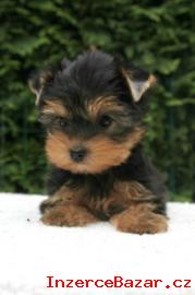 yorkshire terrier s PP