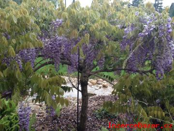 Vistrie nsk - Wisteria sinensis