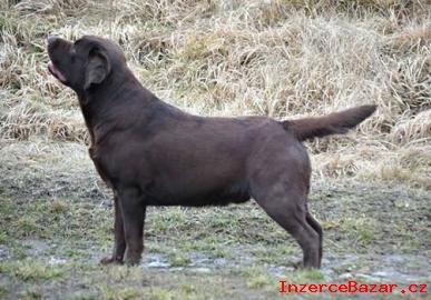 Labrador retriever - ern + oko