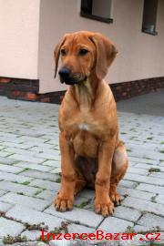 Rhod.  Ridgeback teniatka s PP