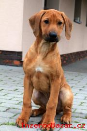 Rhod.  Ridgeback teniatka s PP