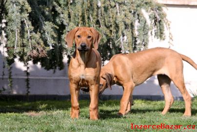 Rhod.  Ridgeback teniatka s PP