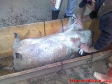 Mangalica - pastevn prase