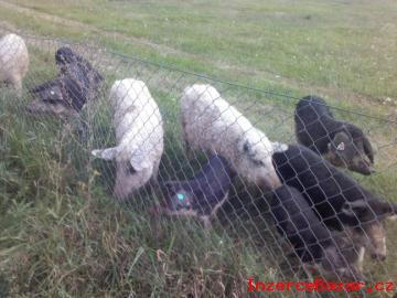 Mangalica - pastevn prase