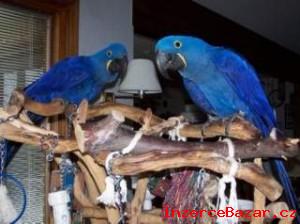 Nabdka Deti Hyacint papouek papouci