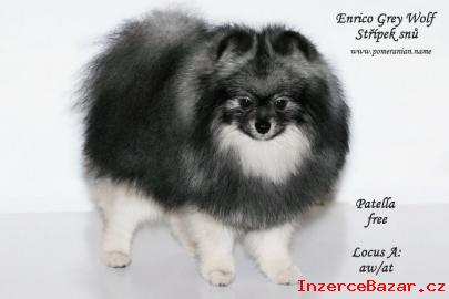 Trpasličí špic/Pomeranian