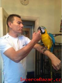 Ara Ararauna papouek pro Prodej