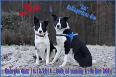Border collie pro pasen a sport
