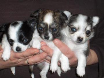 Zdrav Chihuahua tata