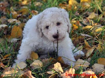 tn Lagotto Romagnolo IHNED VOLN