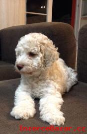 tn Lagotto Romagnolo IHNED VOLN
