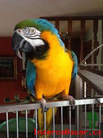 Prodm Ara Ararauna papouek