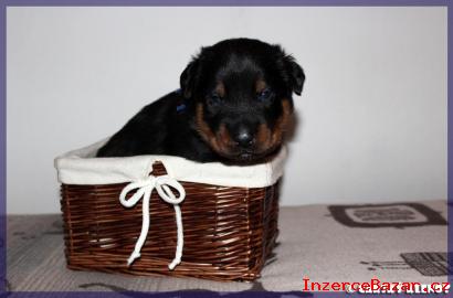 Beauceron - ndhern tata s PP