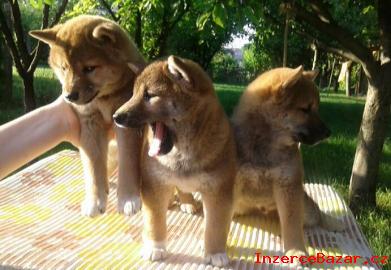 Shiba-inu