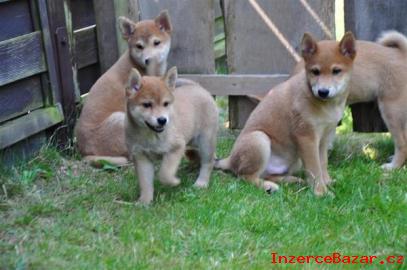Shiba-inu
