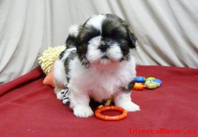 Ndhern Mu a ena lek Shih Tzu ta