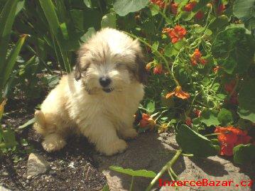 Coton de tulear bez PP